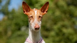 Großer schmaler Hund mit hellbraun-weißem Fell und spitzen Ohren in Nahaufnahme 