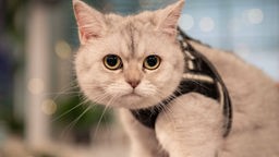 Katze mit weiß-grauem Fell in Nahaufnahme 
