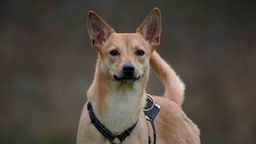 Hund mit hellbraunem Fell und spitzen Ohren in Nahaufnahme 