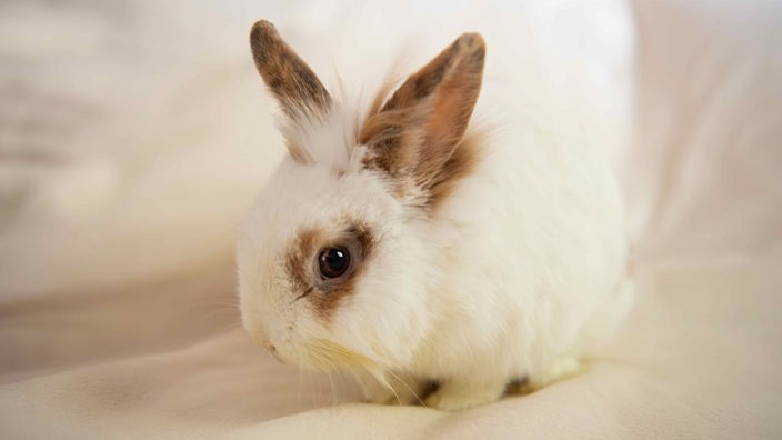 Kleines Kaninchen mit weißem Fell und braunen Flecken 