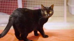 Eine Katze mit schwarzem Fell steht auf einer rötlichen Decke 