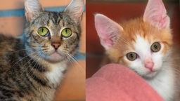 Eine Collage aus einer Katzenmama und einem Katzenkitten mit rötlichem Fell 