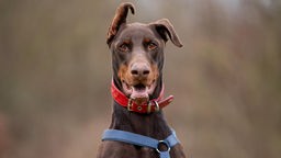 Ein brauner Hund mit einem roten breiten Halsband