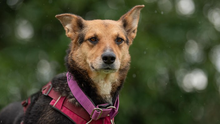 Ein schwarz-brauner Hund mit einem pinken Halsband 