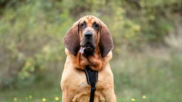 Großer Hund mit schwarz-braunem Fell und großen Schlappohren in Nahaufnahme 