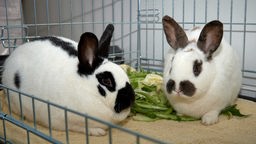 Zwei Kaninchen sitzen mit Grünzeug in einem Gehege: das Rechte ist schwarz-weiß und das Linke braun-weiß