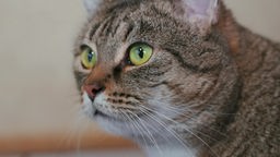 Seitliche Nahaufnahme einer getigerten Katze mit grünen Augen