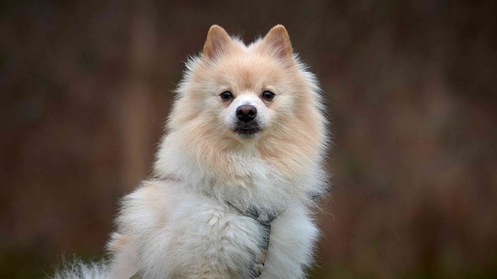 Hund mit cremefarbenem langem Fell und spitzen Ohren in Nahaufnahme 
