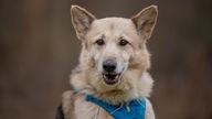 Hellbrauner Hund mit einem blauen Halsband 