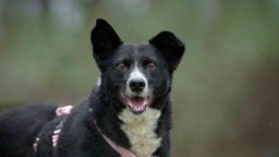 Hund mit schwarzem Fell und weißen Flecken in Nahaufnahme 
