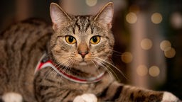 Getigerte Katze mit gelben Augen und einem rot-grauen Geschirr