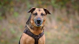 Hund mit schwarz-braunem Fell in Nahaufnahme 