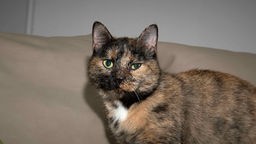 Katze mit dreifarbigem Fell und grünen Augen in Nahaufnahme 