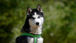 Hund mit schwarz-weißem Fell und grünem Geschirr in Nahaufnahme 