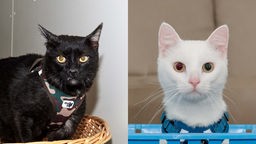 Links eine schwarze Katze und rechts eine weiße Katze