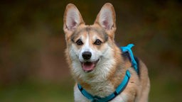 Mittelgroßer Hund mit dreifarbigem Fell und blauem Geschirr in Nahaufnahme 