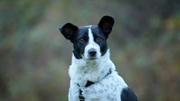 Hund mit weiß-schwarzem Fell in Nahaufnahme 