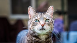 Grau getigerte Katze mit grün-blauen Augen 