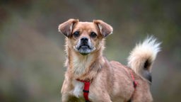 Hund mit braunem Fell und rotem Geschirr in Nahaufnahme 