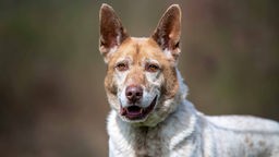 Hund mit beige-weißem Fell und spitzen Ohren in Nahaufnahme 