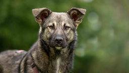 Hund mit grau-beigefarbenem Fell in Nahaufnahme 
