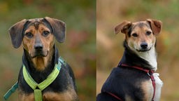 Eine Collage aus einem Hund mit schwarz-braunem Fell und einem Hund mit dreifarbigem Fell 