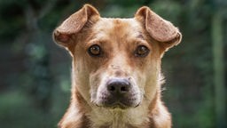 Brauner Hund mit hellbraunen Augen und kurzem Fell 