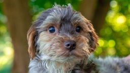 Grau-Beige gestromter kleiner Hund mit wuscheligem Fell
