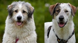 Eine Collage aus einem Hund mit weiß-braunem langem Fell und einem Hund mit kurzem weiß-braunem Fell 