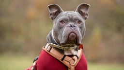 Grauer großer Hund mit einem rot-braunen Mantel 