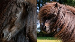 Collage von zwei dunkelbraunen Ponys mit einer langen Mähne