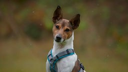 Hund mit weiß-braunem Fell und spitzen Ohren schaut mit geneigtem Kopf in Richtung Kamera 