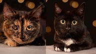 Eine Collage aus einer Katze mit tricolorfarbigem Fell und einer Katze mit schwarzem Fell 