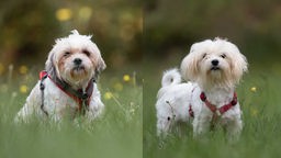 Eine Collage aus zwei kleinen Hunden mit hellem Fell 