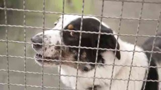 Hund mit weiß-schwarzem Fell im Tierheimzwinger