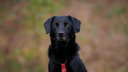 Hund mit schwarzem Fell und rotem Geschirr in Nahaufnahme 