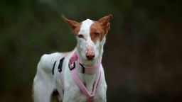 Schmaler Hund mit weißem Fell und braunen Flecken in Nahaufnahme 