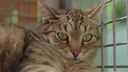Katze mit getigertem Fell und grünen Augen in Nahaufnahme 