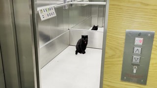 Eine schwarze Katze sitzt in einem Aufzug 
