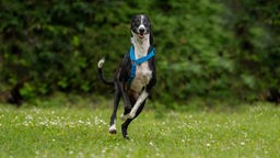 Großer schlanker Hund mit schwarz-weißem Fell und hellblauem Geschirr läuft über eine Wiese 