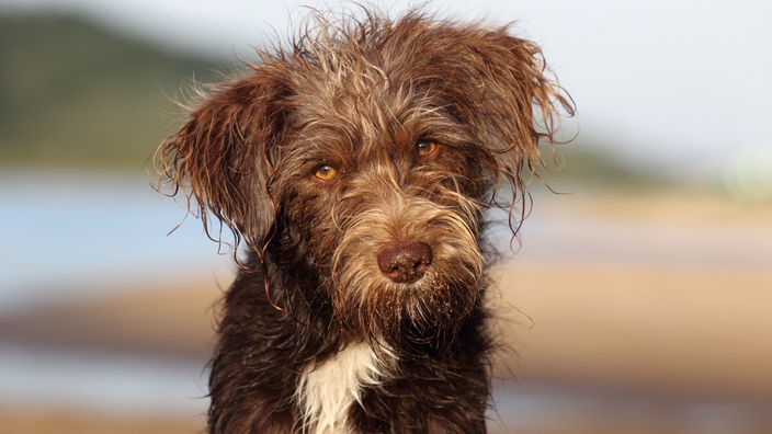 Hund mit braunem wuscheligem Fell und weißen Flecken in Nahaufnahme 