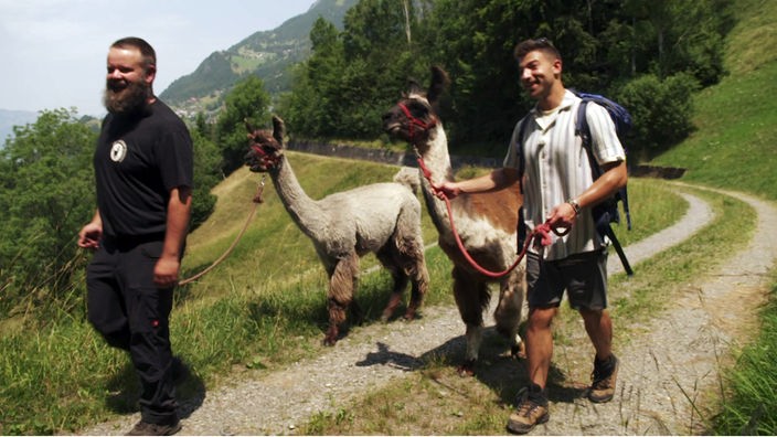 Ramon Babazadeh und Marc Schädler wandern mit zwei Alpakas