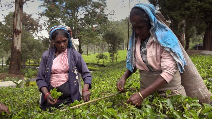 Zwei Frauen stehen mitten in einer Teeplantage und sammeln Teeblätter