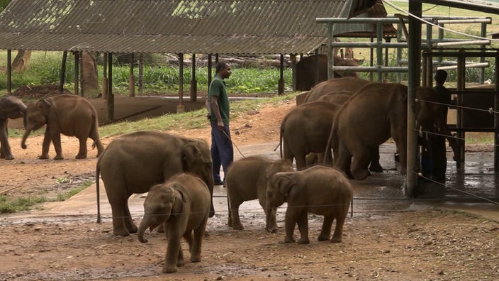 Zwei Wärter in einem Gehege mit mehreren kleinen Elefanten