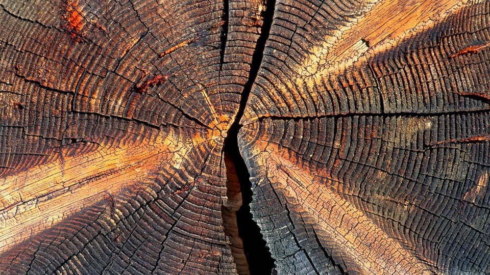 Bäume Dendrochronologie Pflanzen Natur Wissen