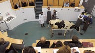 Studenten der Veterinärmedizin verfolgen eine praktische Übung an einer trächtigen Kuh im Hörsaal der Tieraerzlichen Hochschule Hannover