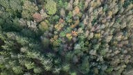 Drohnenaufnahme von einem Wald: Ein Meer aus Baumwipfeln