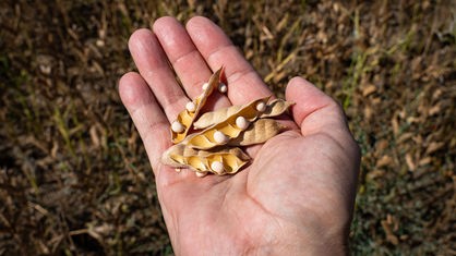 Eine Hand hält erntereife Lupinen-Samen auf einem Feld