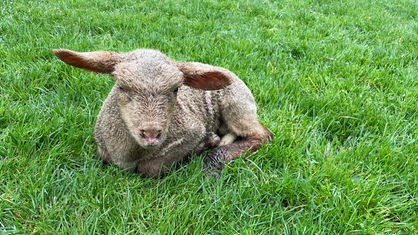 Kleines Lamm liegt mit angewinkelten Beinen im grünen Gras und schaut in Kamera