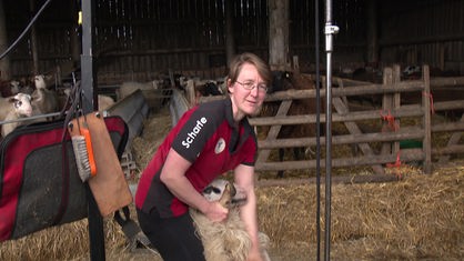 Auf dem Foto ist eine Frau in rotem T-Shirt zu sehen. Sie beugt sich ein wenig nach vorne. Mit ihren Händen fixiert sie ein Schaf an ihrem Körper, um es gleich zu scheren.